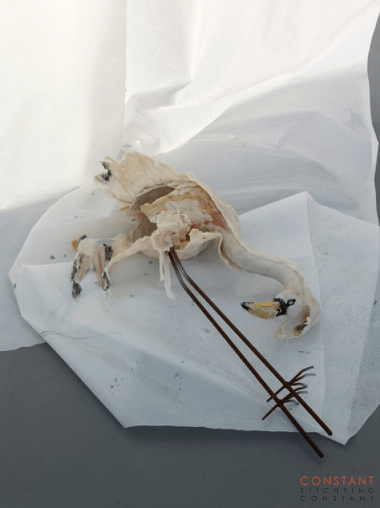 Radicale Sociale Animale Talen, 2017