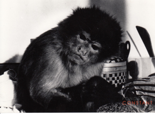 Constant his Monkey Boumi. Constant his Monkey Boumi.