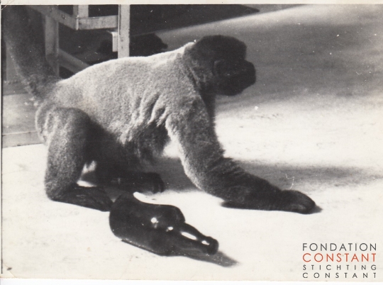Constant and his pet monkey Boumibol (Boumi) at home, ca 1964. Constant and his pet monkey Boumibol (Boumi) at home, ca 1964.