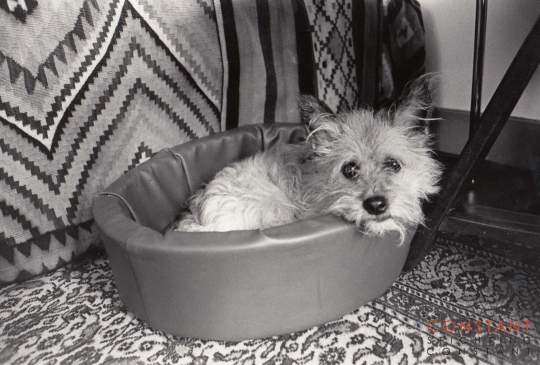 Tikus sitting in his basket Tikus sitting in his basket