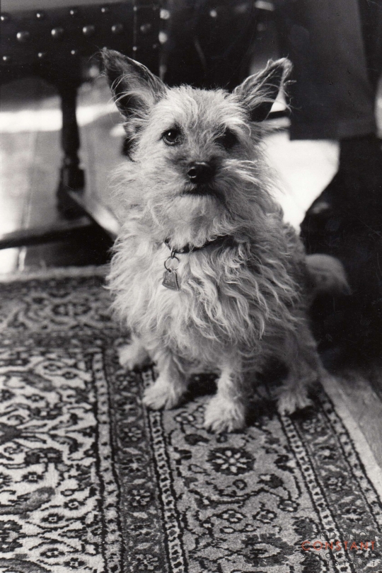 Tikus sitting on the ground