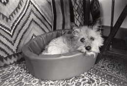 Tikus sitting in his basket
