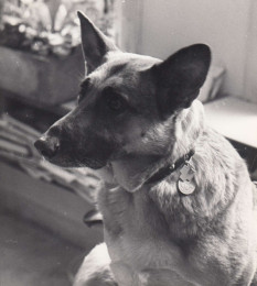 Herta